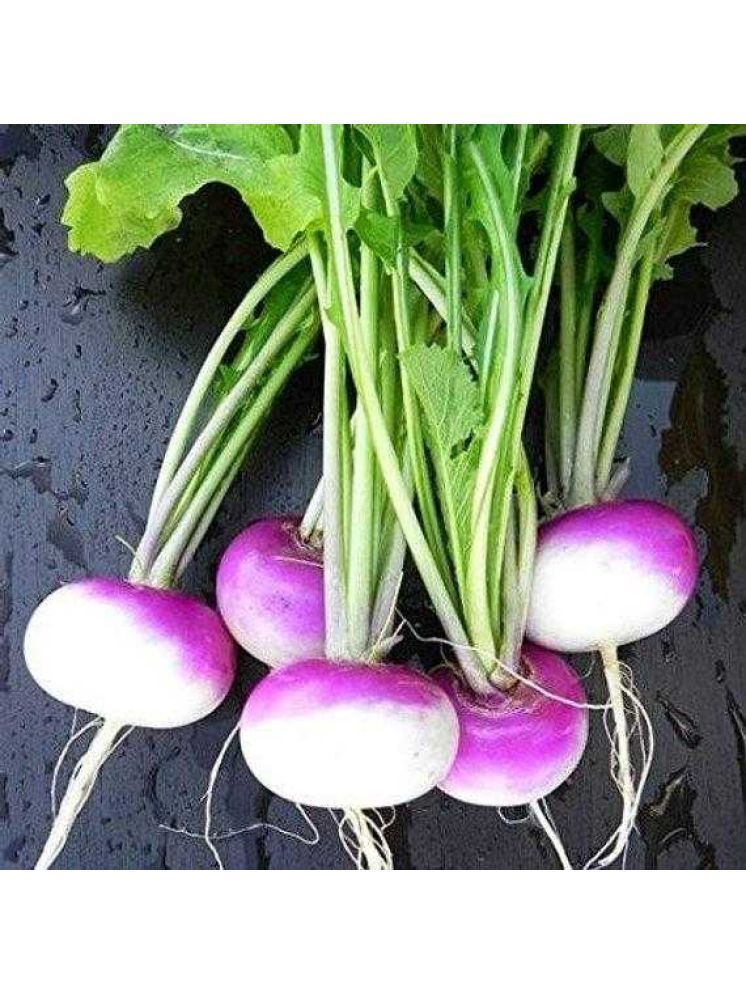     			Jignisha Seeds Hybrid Turnip Purple Top Vegetable ( 50 Seeds )