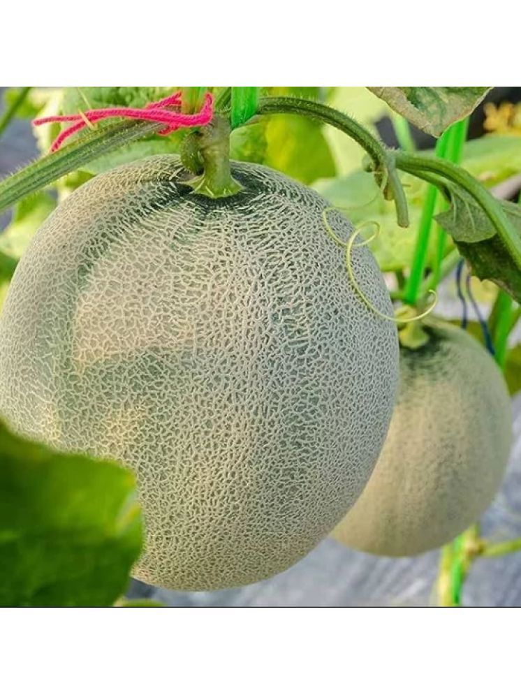     			Jignisha Seeds Hybrid Kharbooja Fruit ( 30 Seeds )