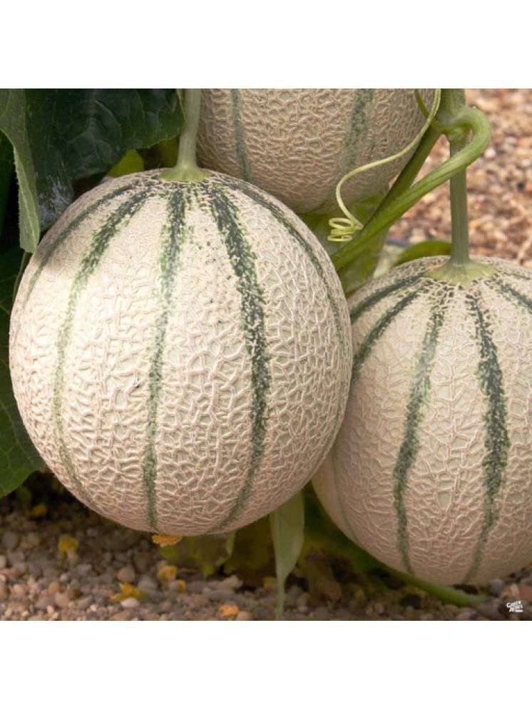     			Jignisha Seeds Hybrid Muskmelon Striped Fruit ( 30 Seeds )