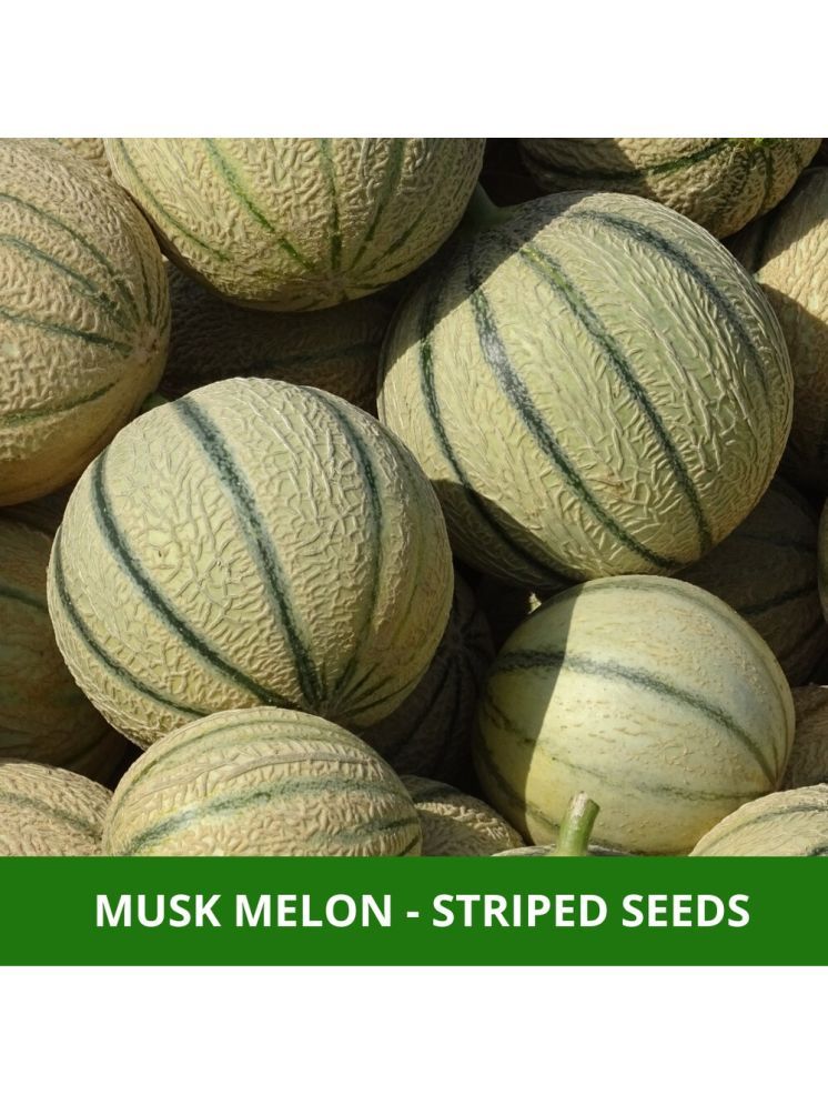     			Jignisha Seeds Hybrid Muskmelon Striped Fruit ( 30 Seeds )