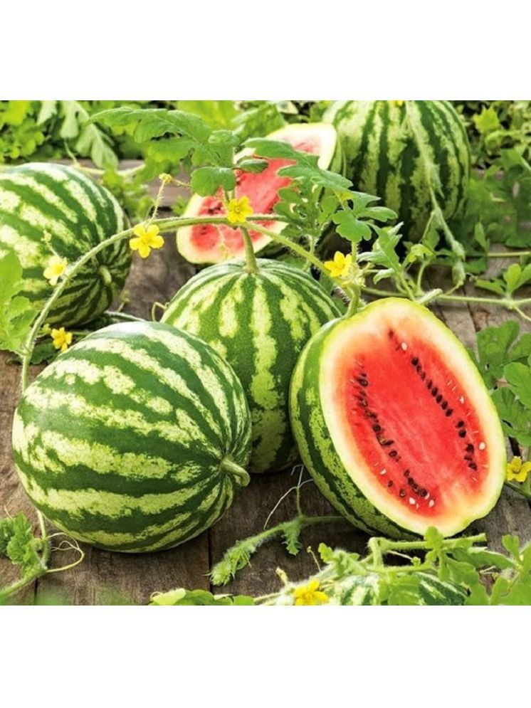     			Jignisha Seeds Green Watermelon Fruit ( 10 Seeds )