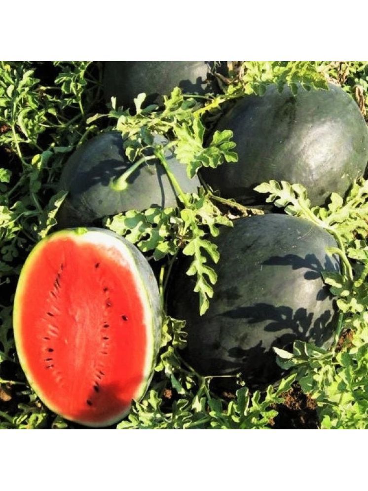     			Jignisha Seeds Hybrid Black Watermelon Fruit ( 10 Seeds )