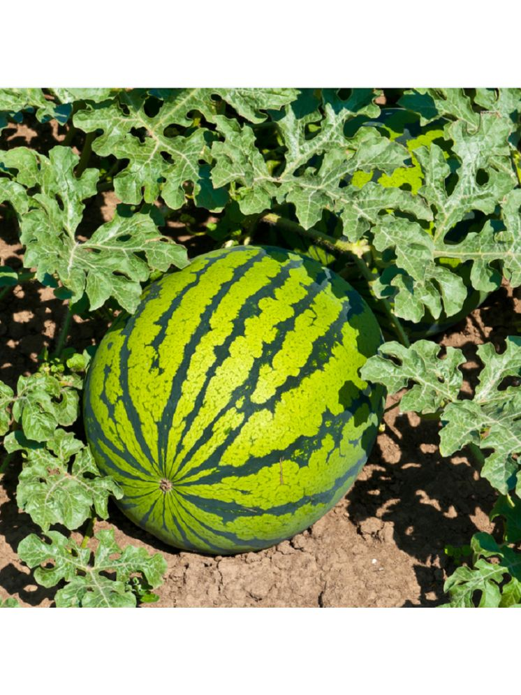     			Jignisha Seeds Hybrid Green Watermelon Fruit ( 10 Seeds )