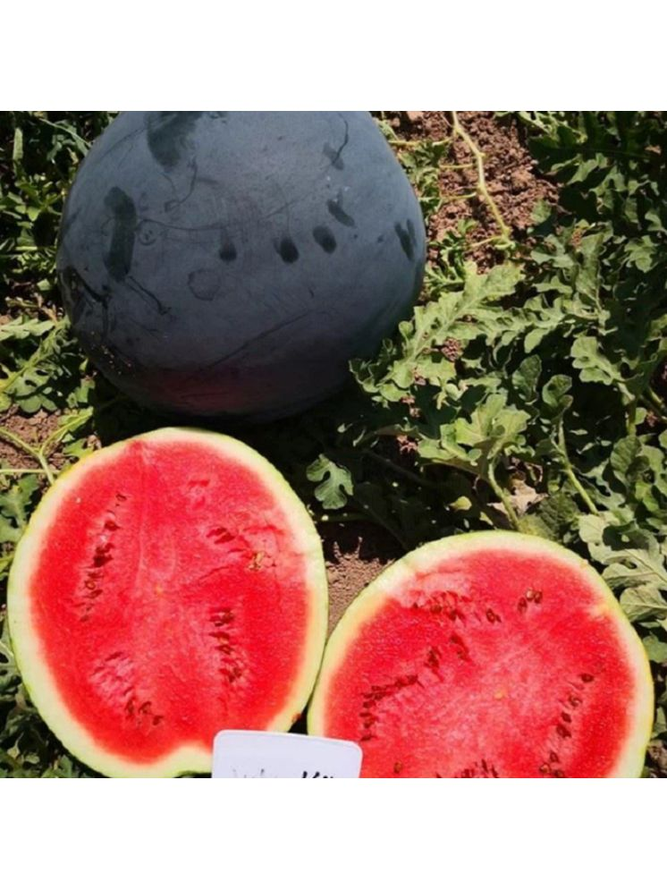     			Jignisha Seeds Organic Black Watermelon Fruit ( 10 Seeds )