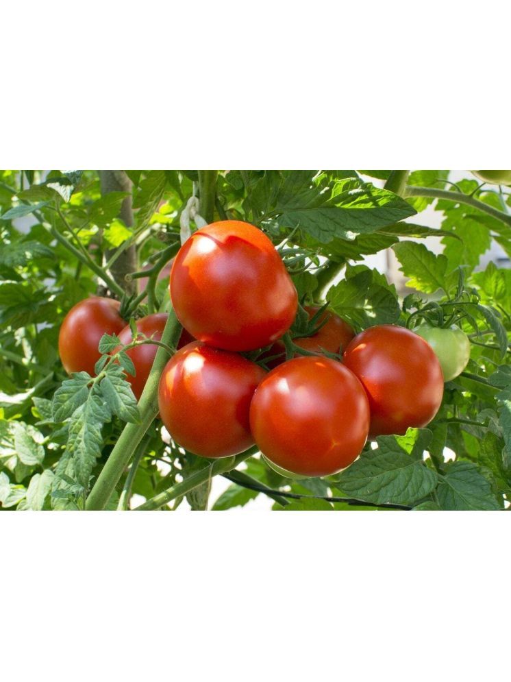     			LiveNature Cherry Tomato Vegetable ( 100 Seeds )