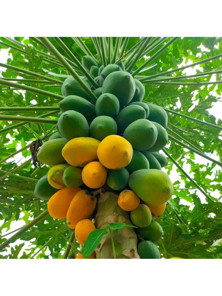     			Jignisha Seeds Papaya (Red Lady) Fruit ( 200 Seeds )