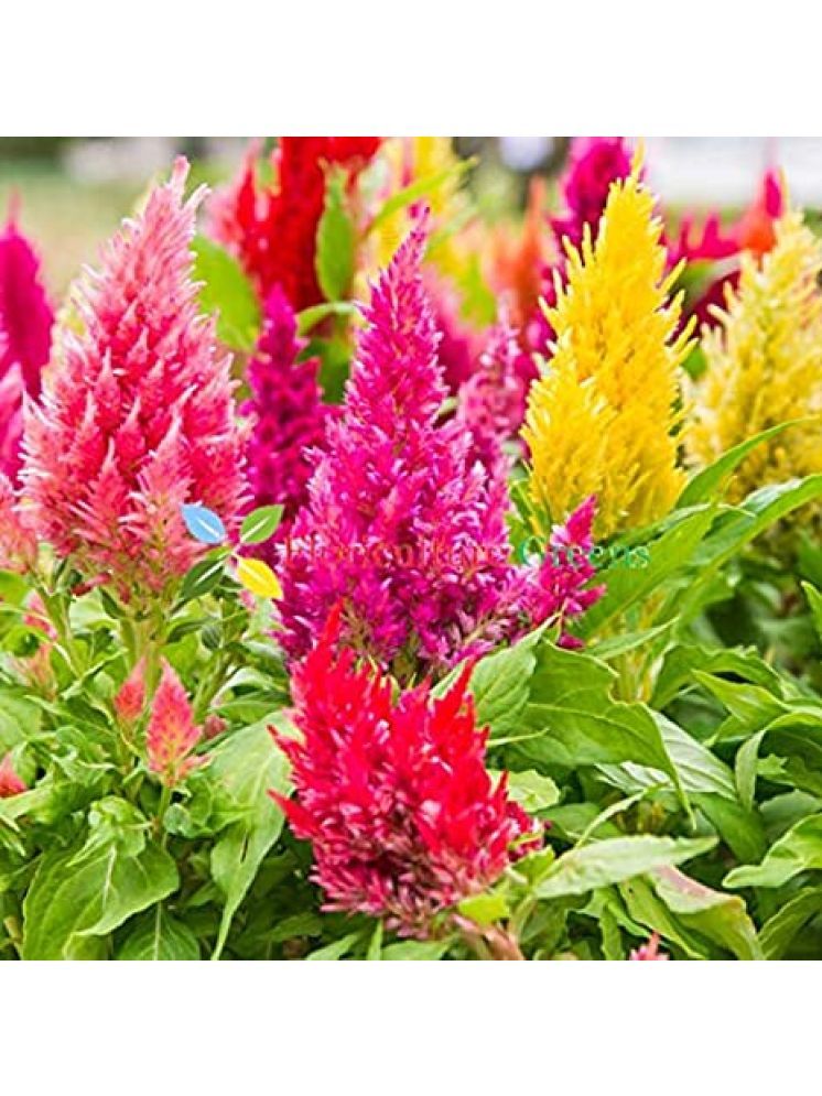     			Jignisha Seeds Celosia Mixed Flower ( 30 Seeds )