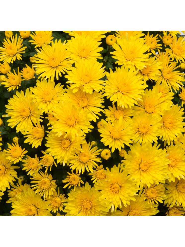     			Jignisha Seeds Chrysanthemum Yellow Flower ( 30 Seeds )