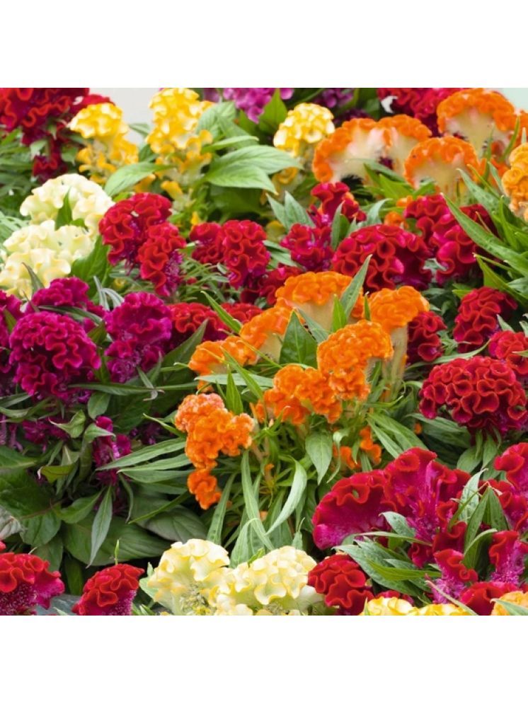     			Jignisha Seeds Cockcomb Mix Flower ( 30 Seeds )