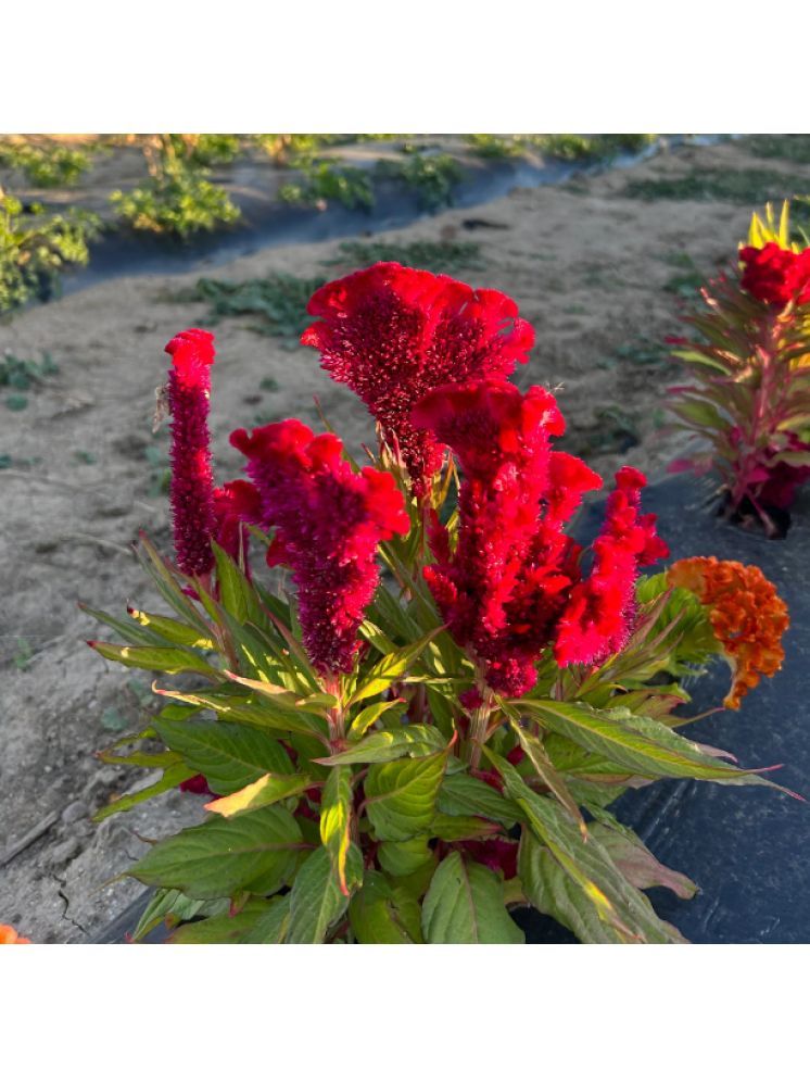     			Jignisha Seeds Cockcomb Red Flower ( 30 Seeds )