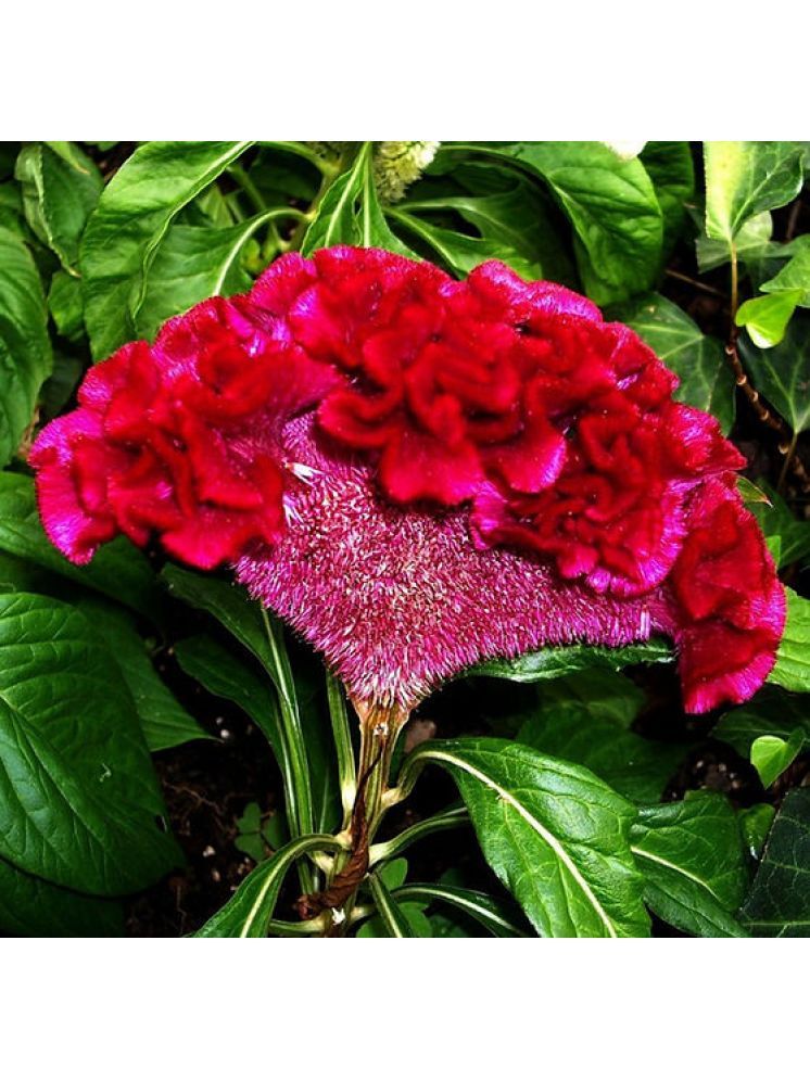     			Jignisha Seeds Cockcomb Red Flower ( 30 Seeds )