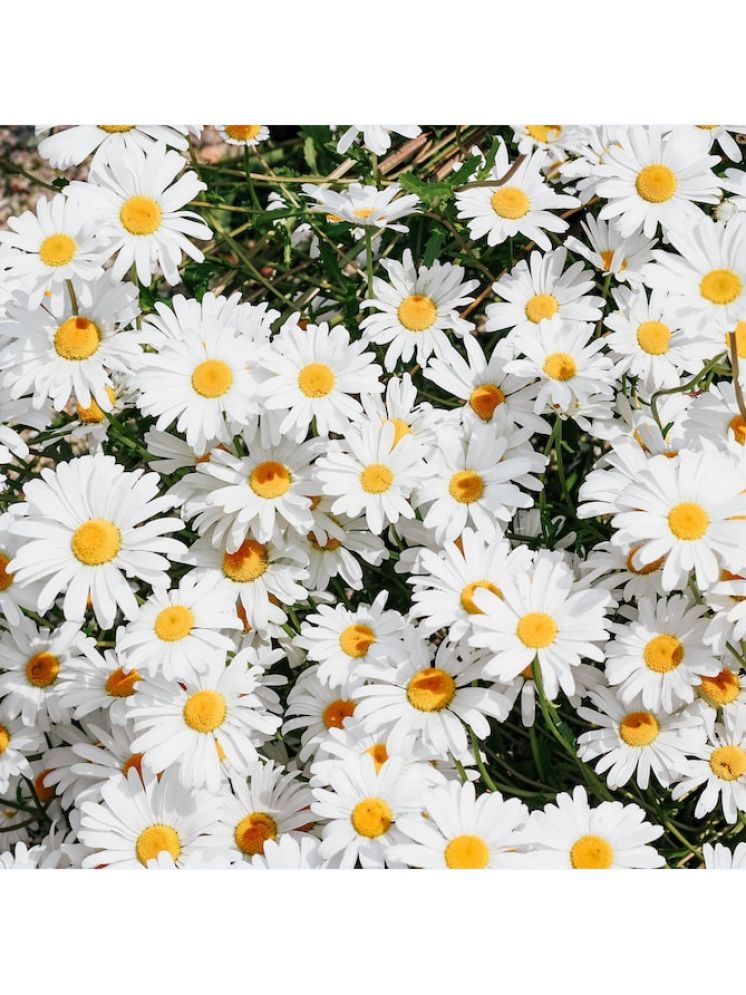     			Jignisha Seeds Daisy White Flower ( 30 Seeds )