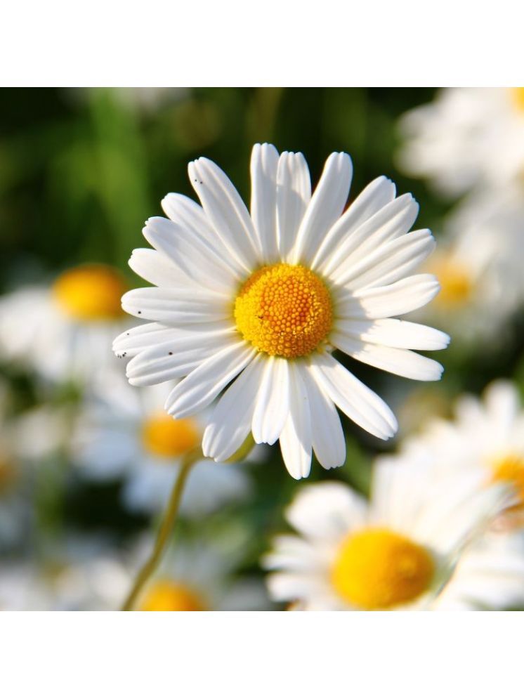     			Jignisha Seeds Daisy White Flower ( 30 Seeds )