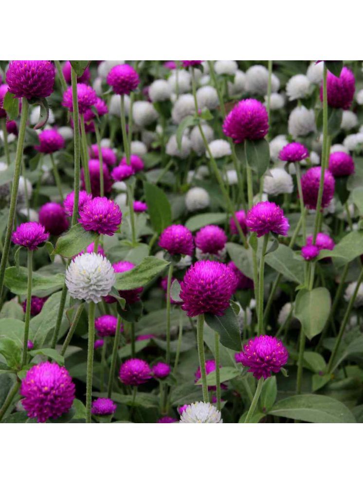     			Jignisha Seeds Gomphrena Purple Flower ( 30 Seeds )