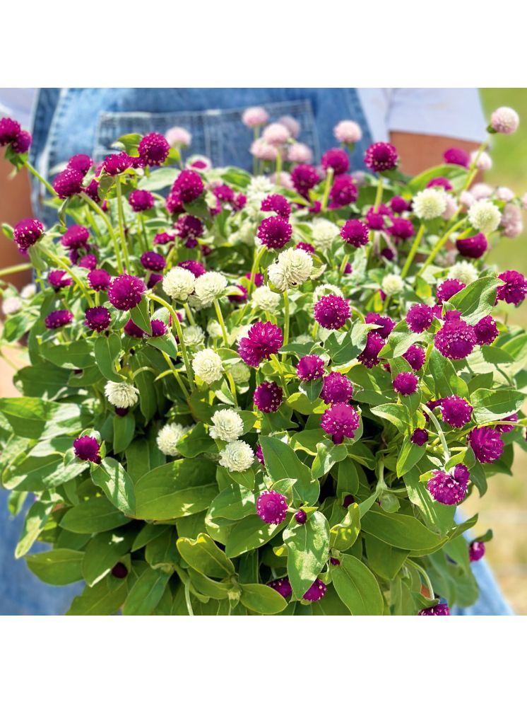     			Jignisha Seeds Gomphrena Purple Flower ( 30 Seeds )