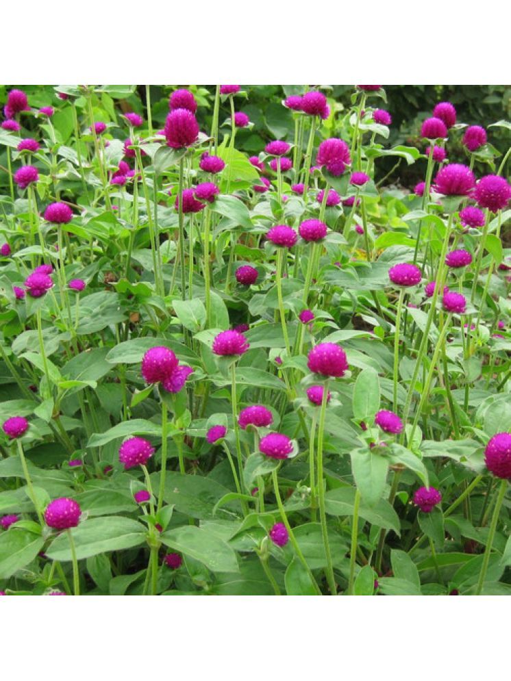     			Jignisha Seeds Gomphrena Purple Flower ( 30 Seeds )