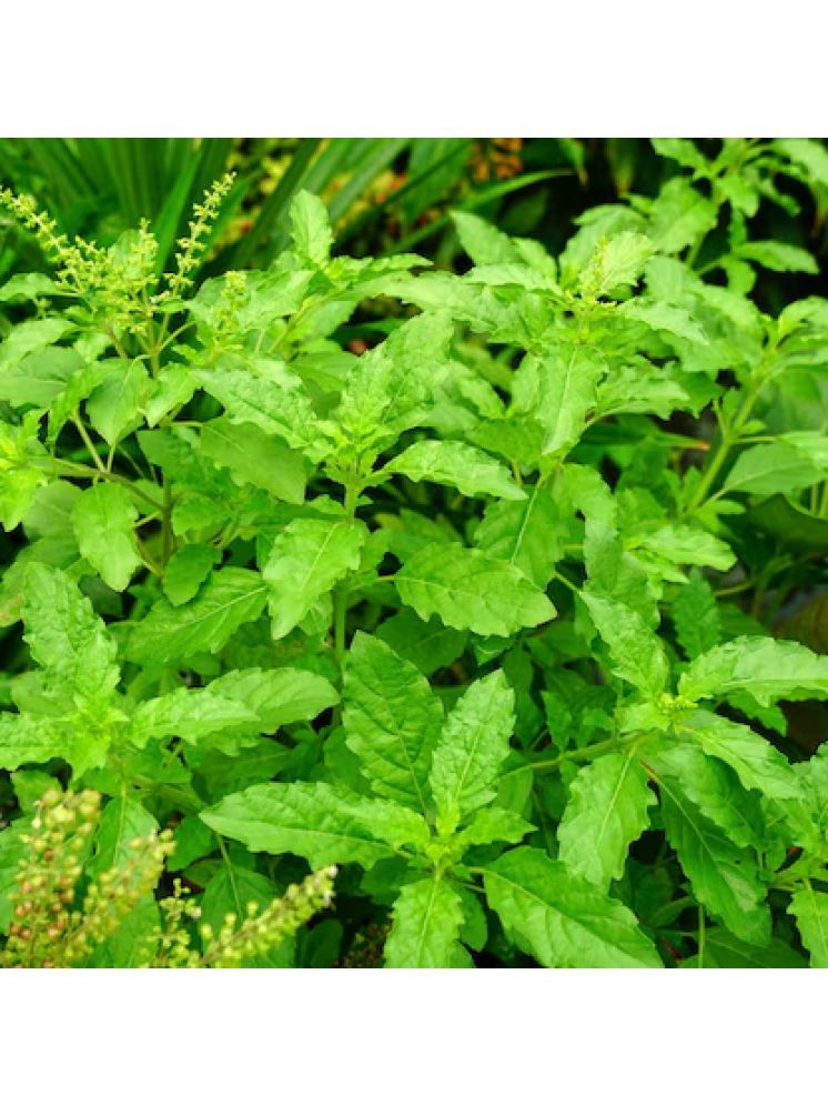     			Jignisha Seeds Hybrid Tulsi (Holy Basil) Herb ( 100 Seeds )