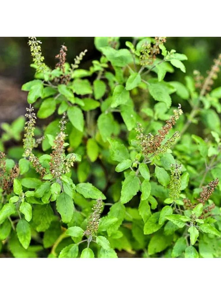     			Jignisha Seeds Hybrid Tulsi (Holy Basil) Herb ( 100 Seeds )