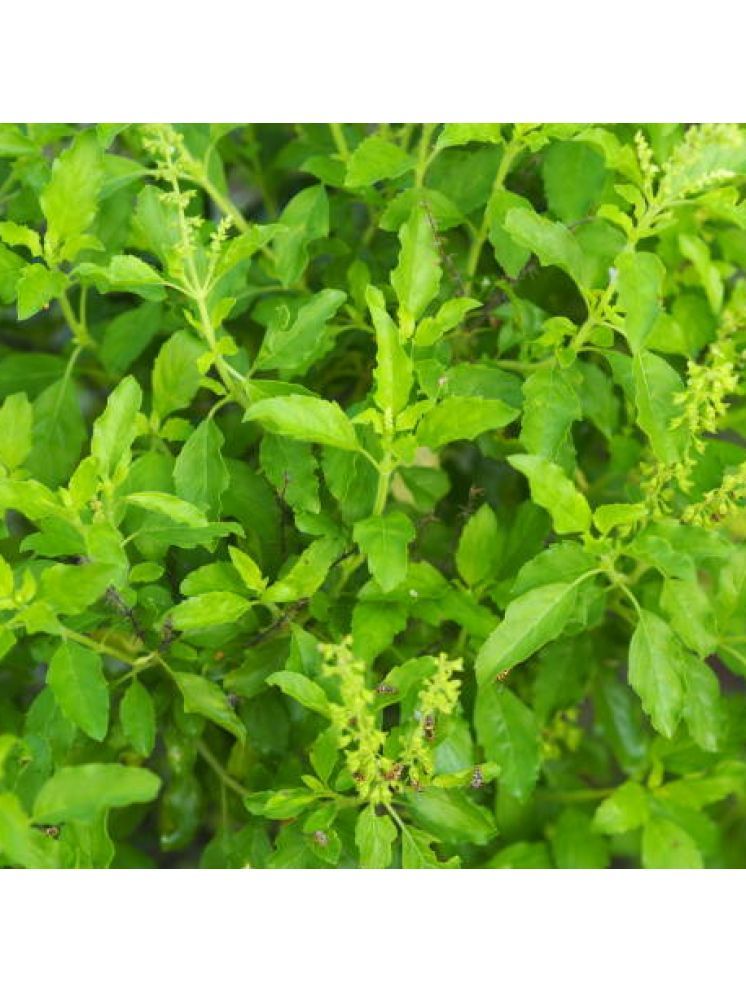     			Jignisha Seeds Organic Tulsi (Holy Basil) Herb ( 100 Seeds )