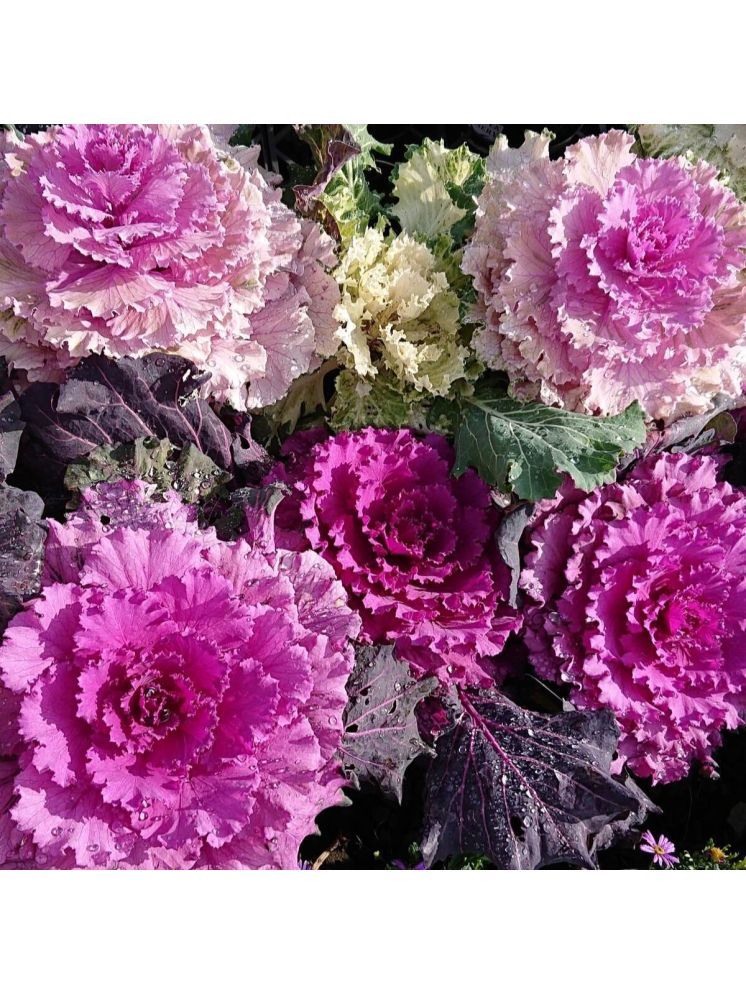     			Jignisha Seeds Ornamental Kale Flower Flower ( 30 Seeds )