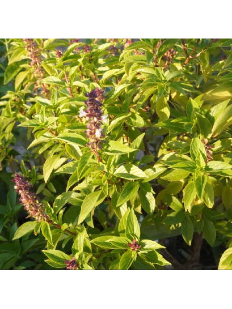     			Jignisha Seeds Tulsi (Holy Basil) Herb ( 100 Seeds )