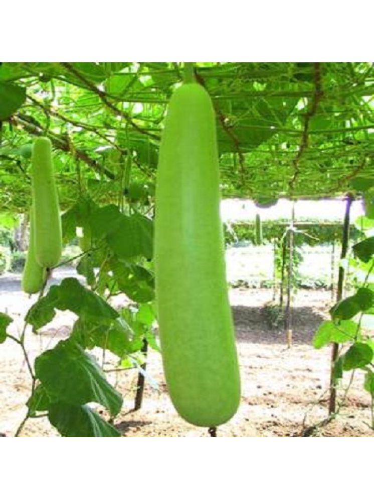     			LiveNature Organic Bottle Gourd Vegetable ( 50 Seeds )