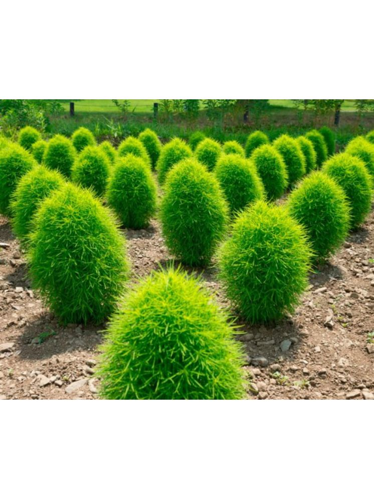     			LiveNature Kochia Flower ( 100 Seeds )