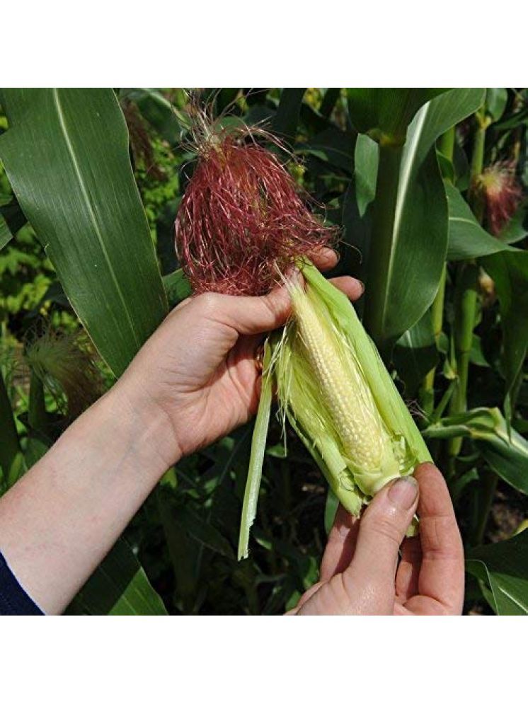     			Jignisha Seeds Baby Corn Vegetable ( 30 Seeds )