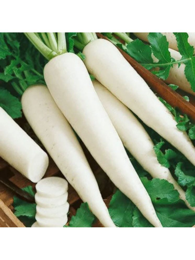     			PARTHVA SEEDS Organic White Radish Vegetable ( 850 Seeds )