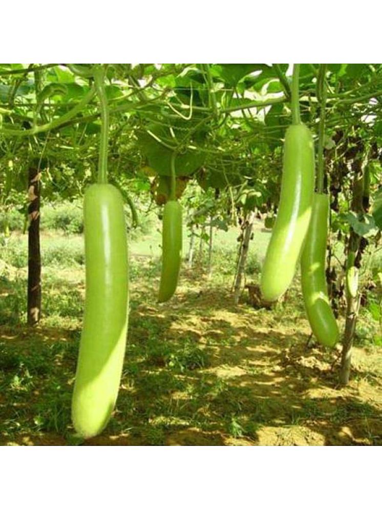     			Jignisha Seeds Hybrid Bottle Gourd Vegetable ( 15 Seeds )