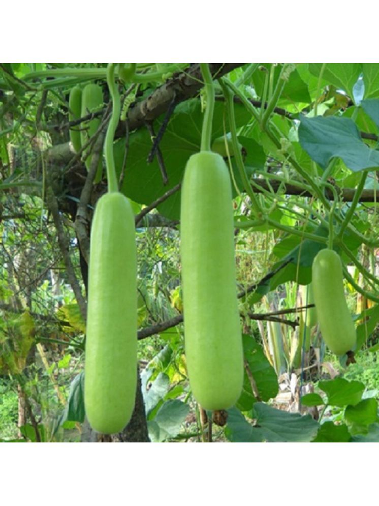     			Jignisha Seeds Hybrid Bottle Gourd Vegetable ( 20 Seeds )