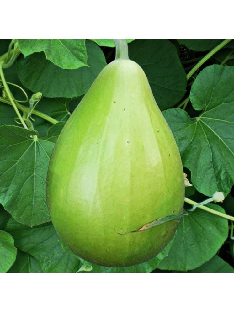     			Jignisha Seeds Hybrid Bottle Gourd Vegetable ( 20 Seeds )