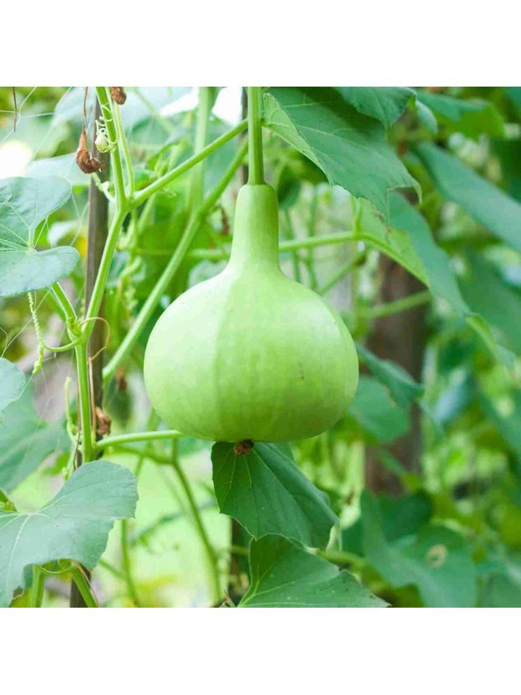     			Jignisha Seeds Hybrid Round Bottle Gourd Vegetable ( 20 Seeds )