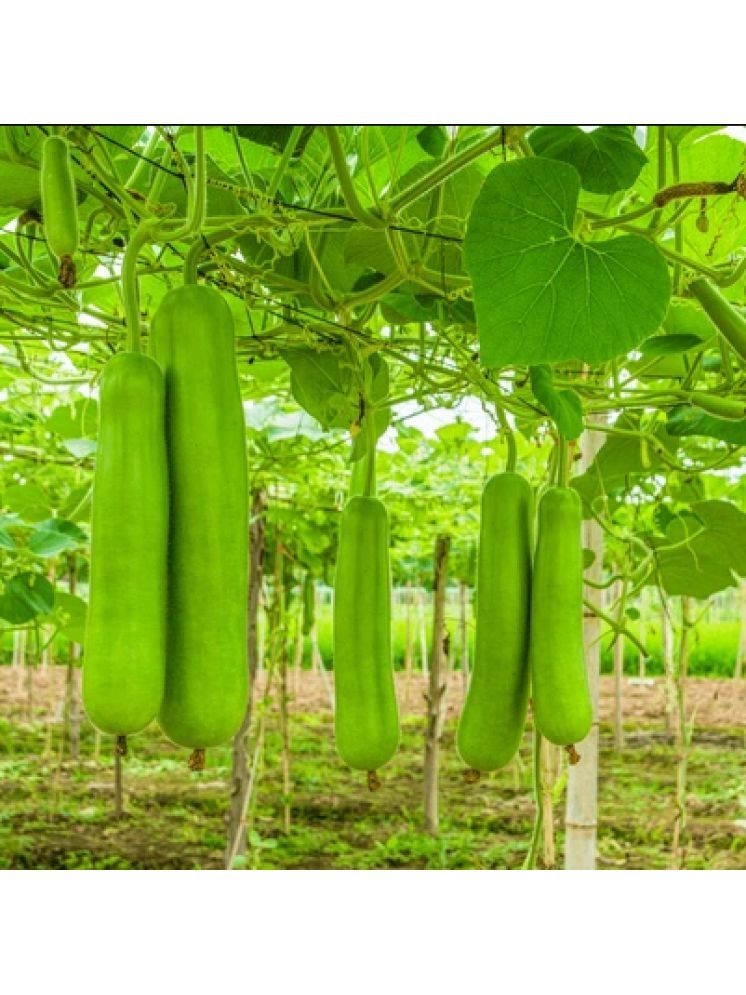     			Jignisha Seeds Organic Bottle Gourd Vegetable ( 20 Seeds )