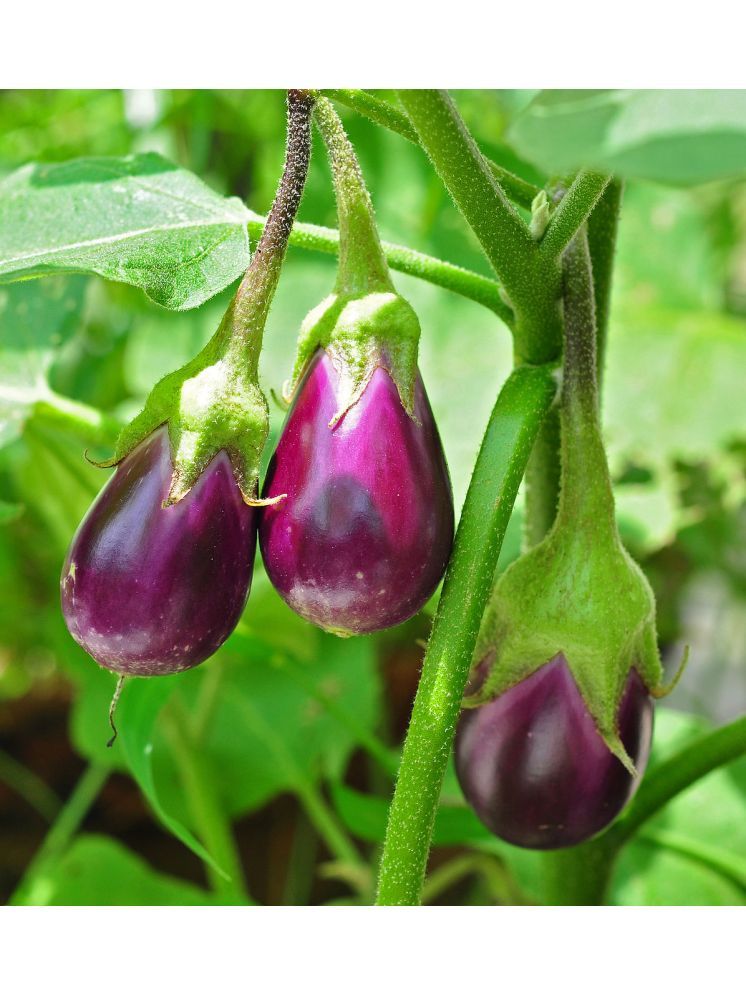     			Jignisha Seeds Organic Eggplant Vegetable ( 50 Seeds )