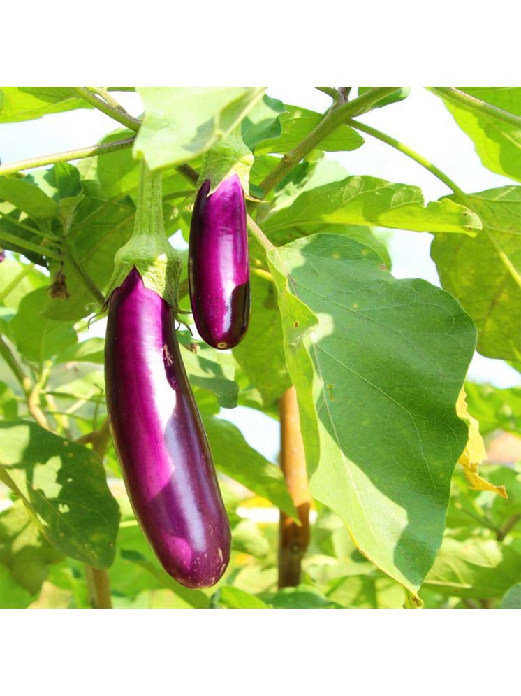     			Jignisha Seeds Organic Eggplant Vegetable ( 50 Seeds )