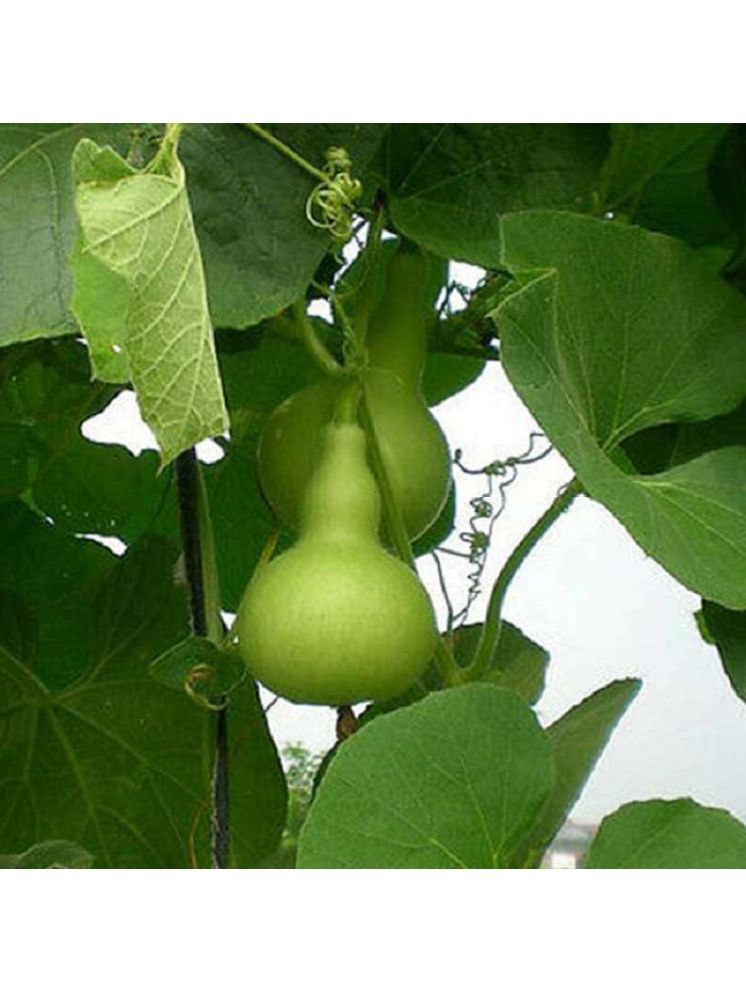     			Jignisha Seeds Organic Round Bottle Gourd Vegetable ( 20 Seeds )