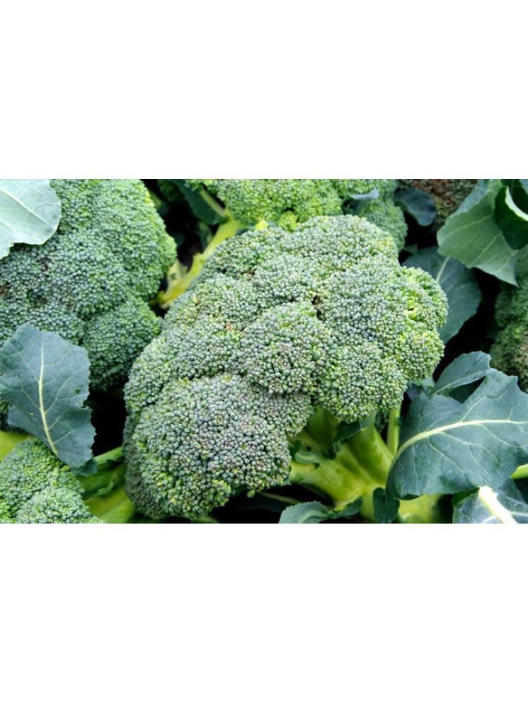     			LiveNature Broccoli Vegetable ( 100 Seeds )