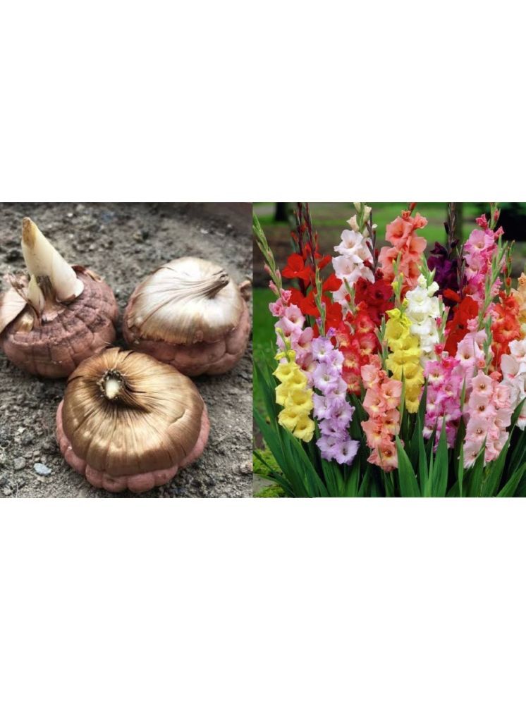     			LiveNature Gladiolus Mixed Flower ( 3 Seeds )