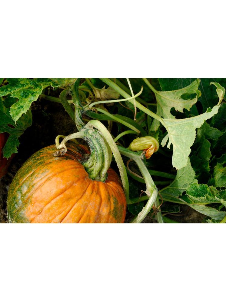     			LiveNature Pumpkin Big Vegetable ( 100 Seeds )