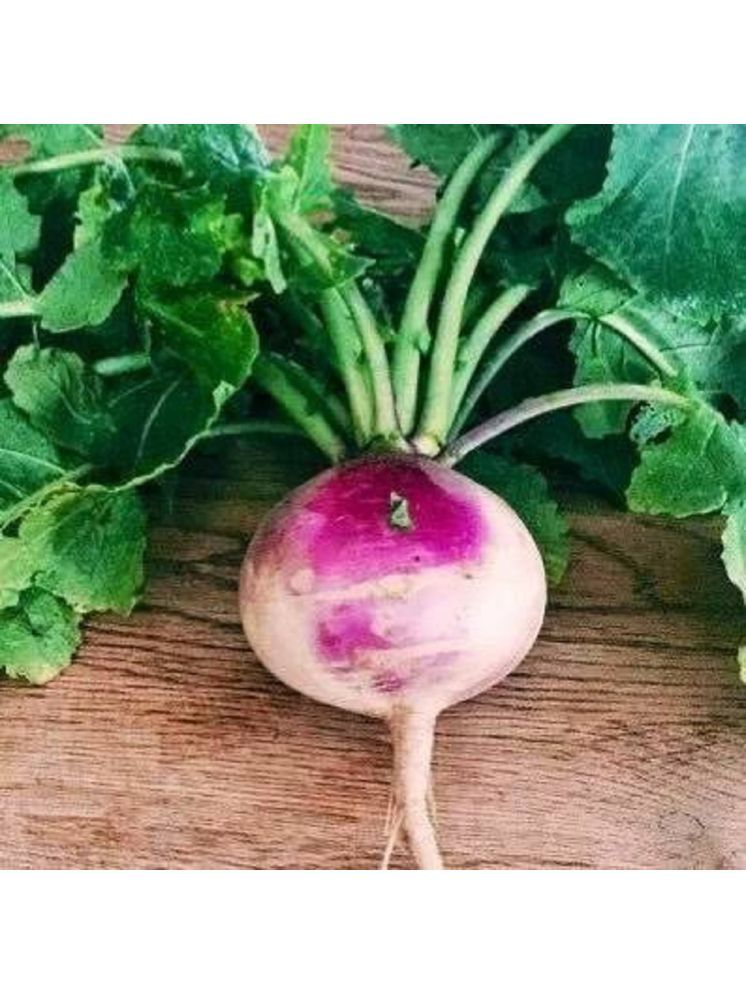     			Jignisha Seeds Turnip Purple Top Vegetable ( 50 Seeds )