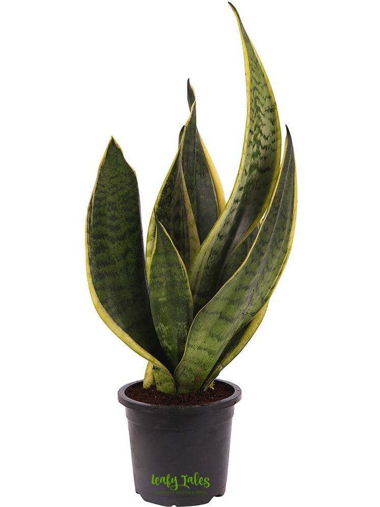     			Leafy Tales Indoor Indoor Plant ( Pack of 1 )