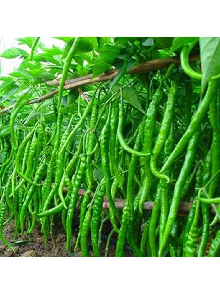     			LiveNature Organic Mirchi Vegetable ( 200 Seeds )