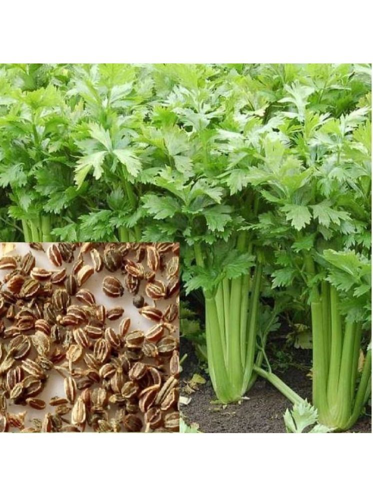     			Vedhahi Coriander Vegetable ( 20 Seeds )