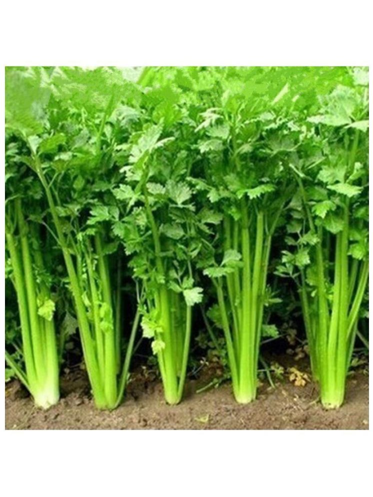     			Vedhahi Coriander Vegetable ( 200 Seeds )