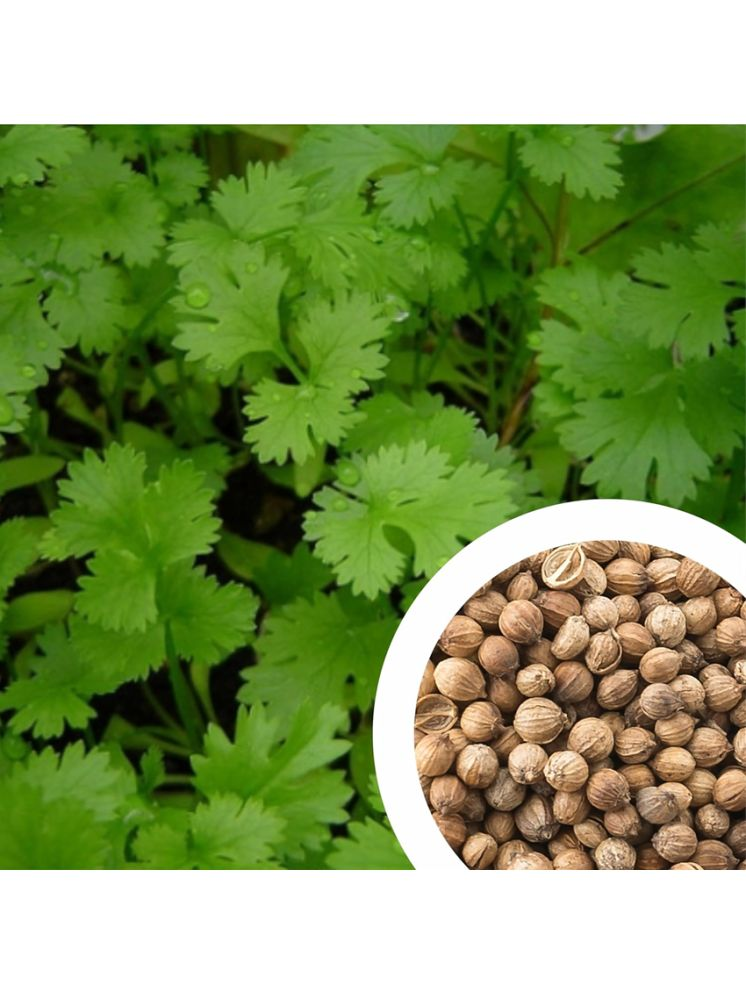     			Vedhahi Dhania Vegetable ( 250 Seeds )