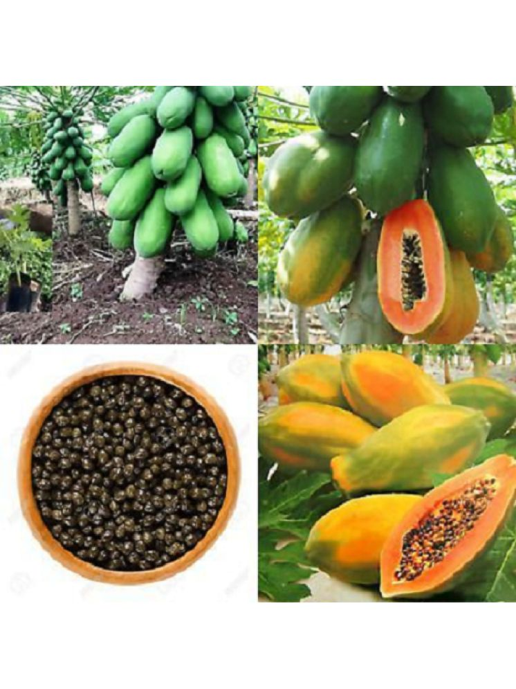     			Vedhahi Hybrid Papaya (Red Lady) Fruit ( 80 Seeds )