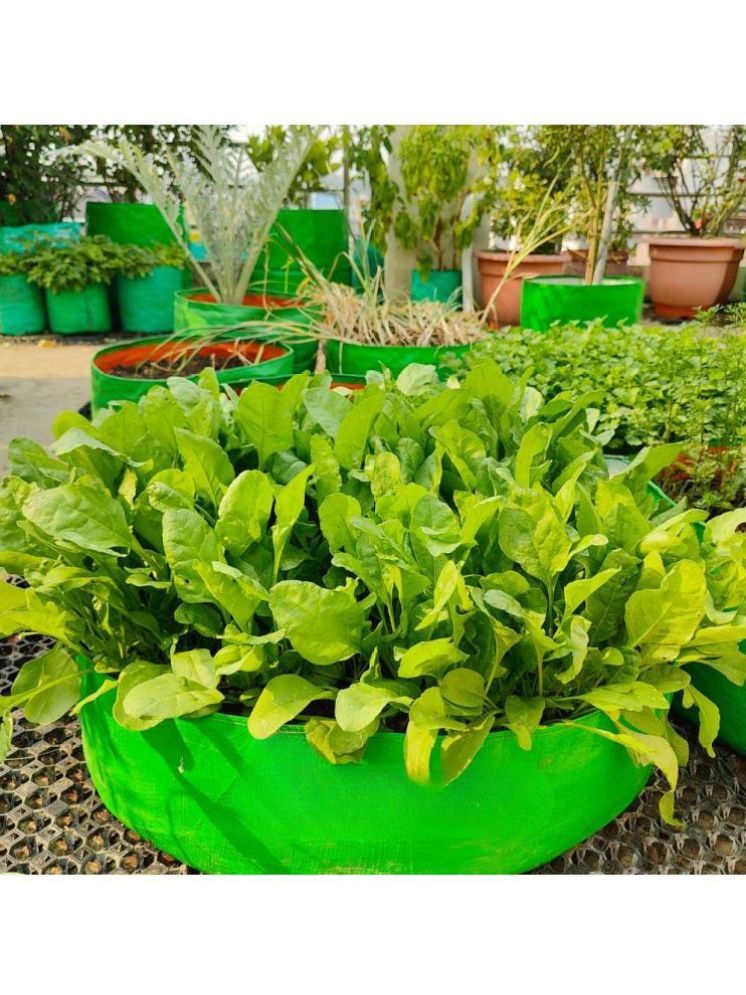     			Vedhahi Hybrid Spinach Vegetable ( 30 Seeds )