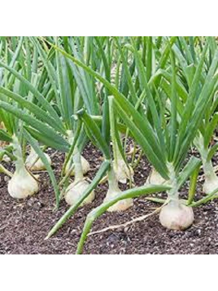     			Vedhahi Hybrid White Onion Vegetable ( 50 Seeds )