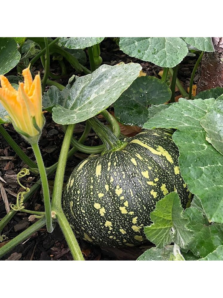     			Vedhahi Pumpkin Vegetable ( 20 Seeds )